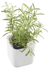 orthex Kräutertopf EDEN, Breite: 120 mm, weiß