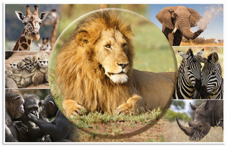 HERMA Schreibunterlage "Afrika Tiere", (B)550 x (H)350 mm