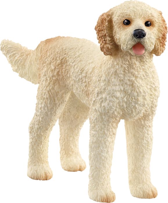 Goldendoodle, Nr: 13939