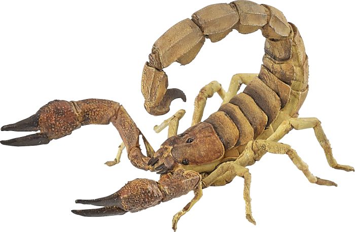 Skorpion, Nr: 50209