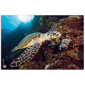 Image VELOFLEX Schreibtischunterlage Kunststoff Schildkröte