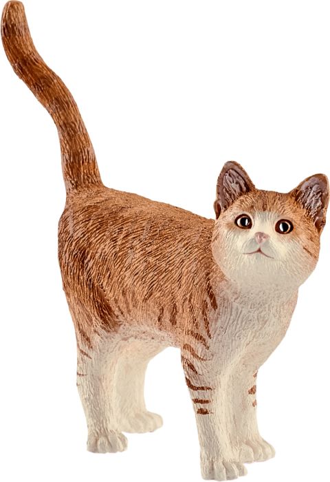 Image Katze