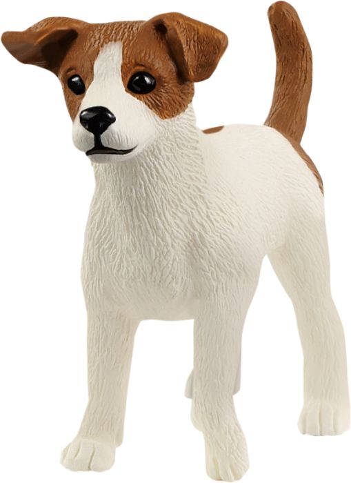 Image Jack Russell Terrier