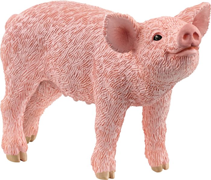 Image Ferkel