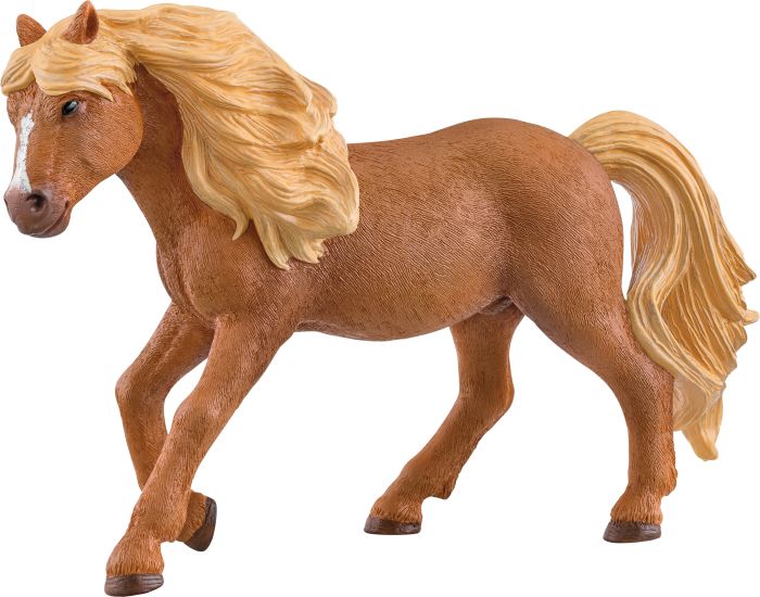 Image Islandpony Hengst