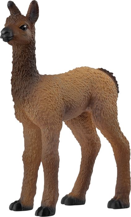 Image Lama Fohlen