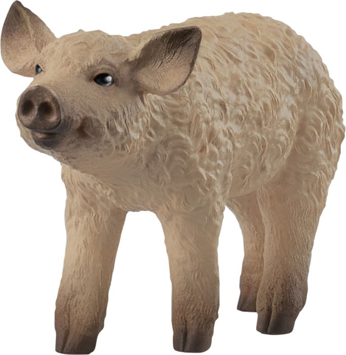 Image Wollschwein Ferkel