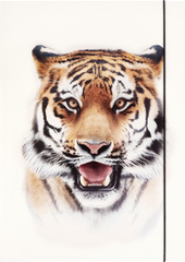 Image folia Zeichnungsmappe BASIC "Roaring Tiger", Karton, DIN A3