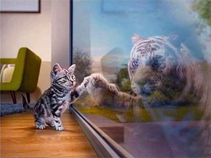 Image Diamond Painting Kätzchen Tiger 30x40 cm