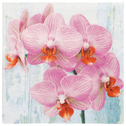 Image PAPSTAR Motiv-Servietten "Phalaenopsis", 330 x 330 mm