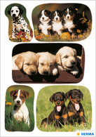 Image HERMA Sticker DECOR "Hundewelpenfotos
