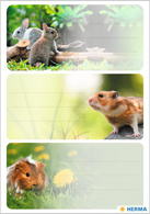 Image HERMA Buchetiketten VARIO "Nagetiere