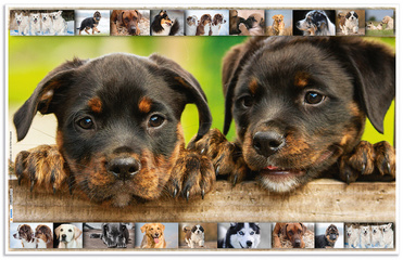 Image HERMA Schreibunterlage "Hunde", (B)550 x (H)350 mm