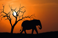 Image PAPERFLOW Wandbild "Out of Afrika", aus Plexiglas