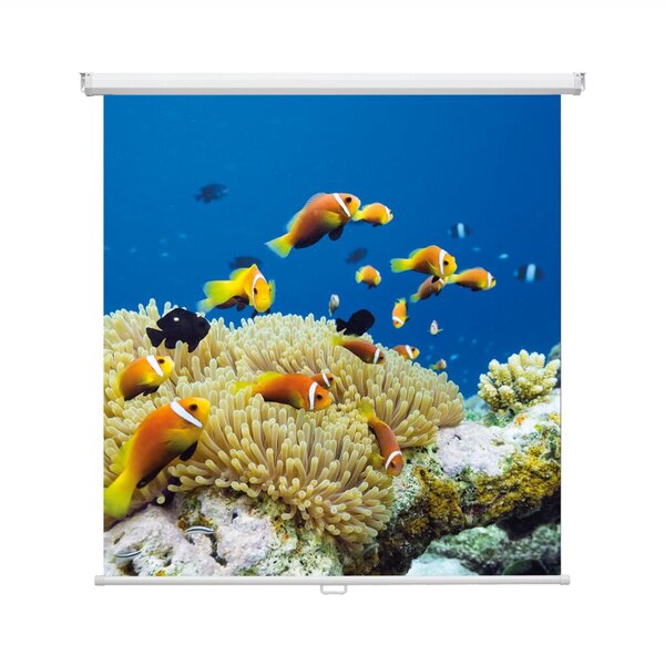 Image Cineroll Rollbildwand 1500x1500 mm