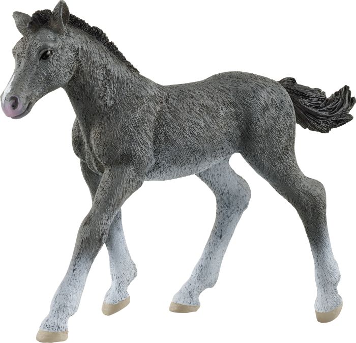 Image Trakehner Fohlen, Nr: 13944