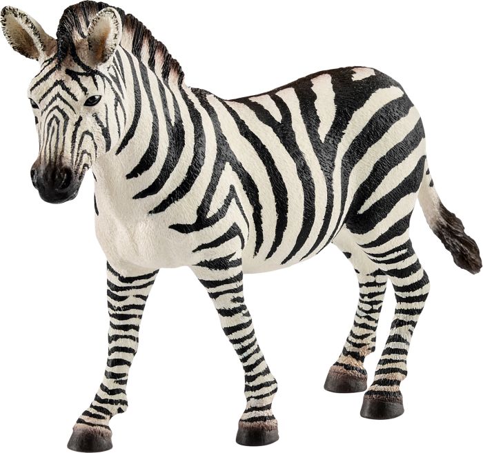 Image Zebra Stute, Nr: 14810