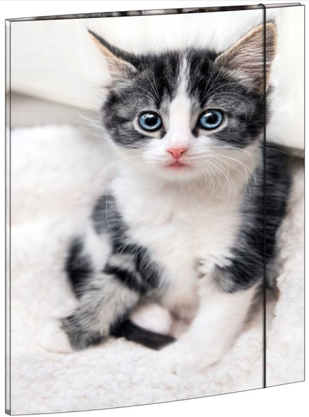 Image Zeichenmappe A3, Katze, mit Gummizugverschluß, Maße 310 x 440 mm