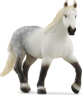 Percheron Stute