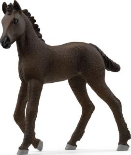 Friese Fohlen