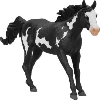 Paint Horse Wallach