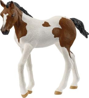 Paint Horse Fohlen