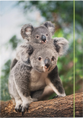 folia Zeichnungsmappe BASIC "Jungle Cuties", Karton, DIN A3