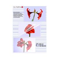 Image 5aab87c9-59eb-4d72-b400-8d54c944ce6e.jpg Image