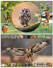 HERMA Schreibunterlage "Pferde", (B)550 x (H)350 mm