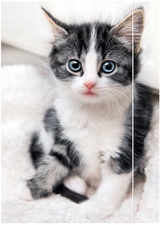 Image 6530406.jpg Image