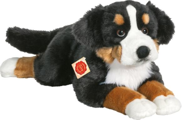 Berner Sennenhund, ca. 60 cm, Nr: 927815