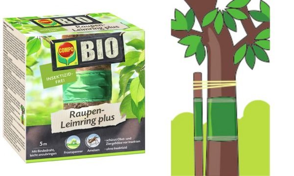 Image COMPO_BIO_Raupen-Leimring_5_m_600_10009_img1_4387992.jpg Image